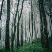 servicios_0020_pexels-darwis-alwan-1995730